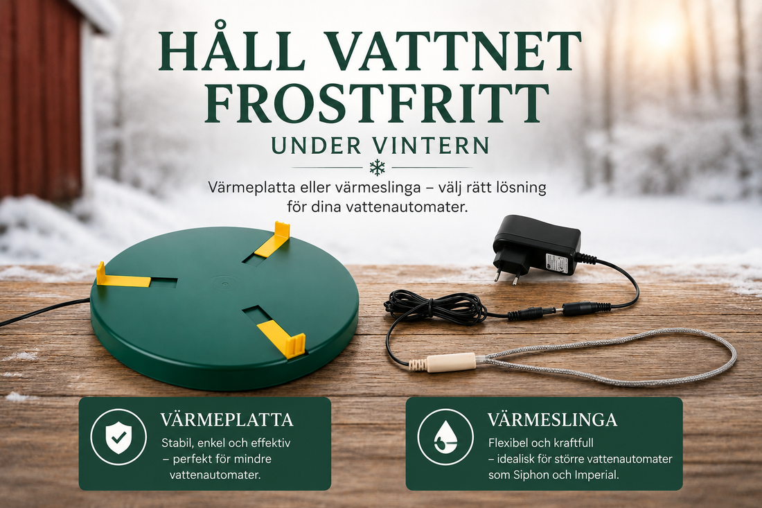 Hur håller man vattnet frostfritt för höns på vintern?