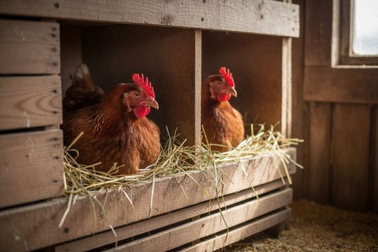 Guide: Så väljer du rätt värpreden för dina höns