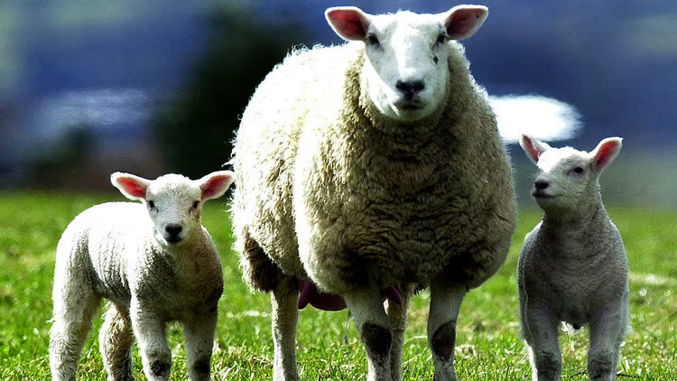 Får & Lamm