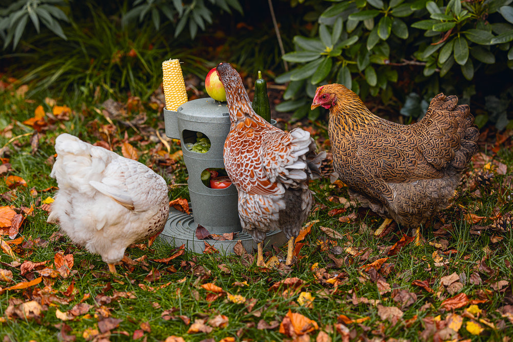 Foder- och Lektorn för Höns – Tillverkad i 100 % Återvunnet Material